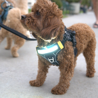 LED Light-Up Dog Harness