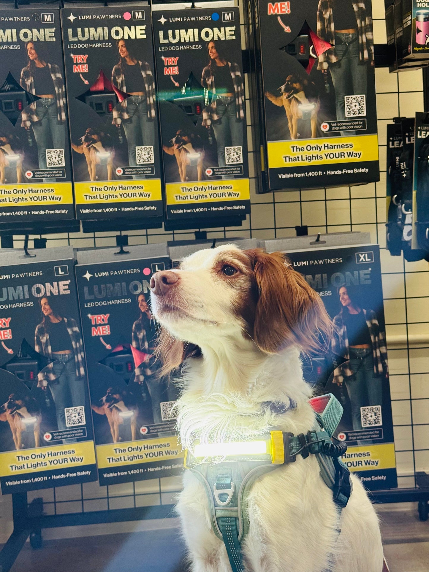LED Light-Up Dog Harness