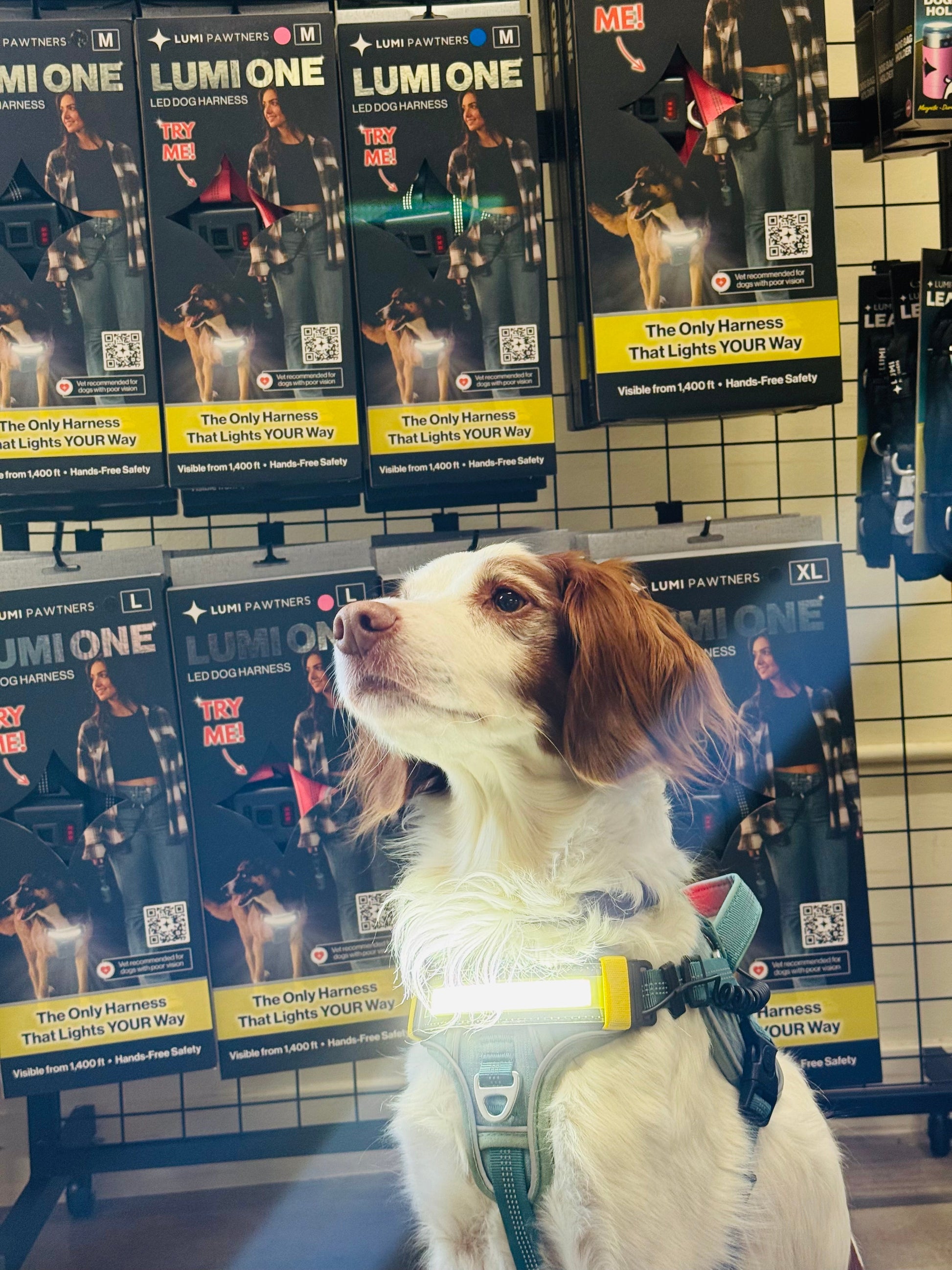LED Light-Up Dog Harness