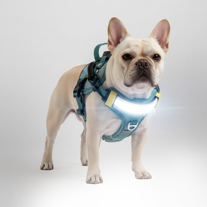 LED Light-Up Dog Harness